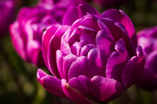 Kostnadsfri bild av blomfotografi, blomma bakgrund, blomma tapeter