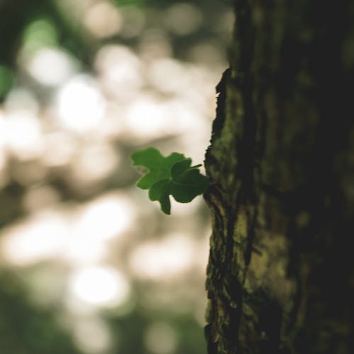 Free stock photo of belgium, depth, depth of field