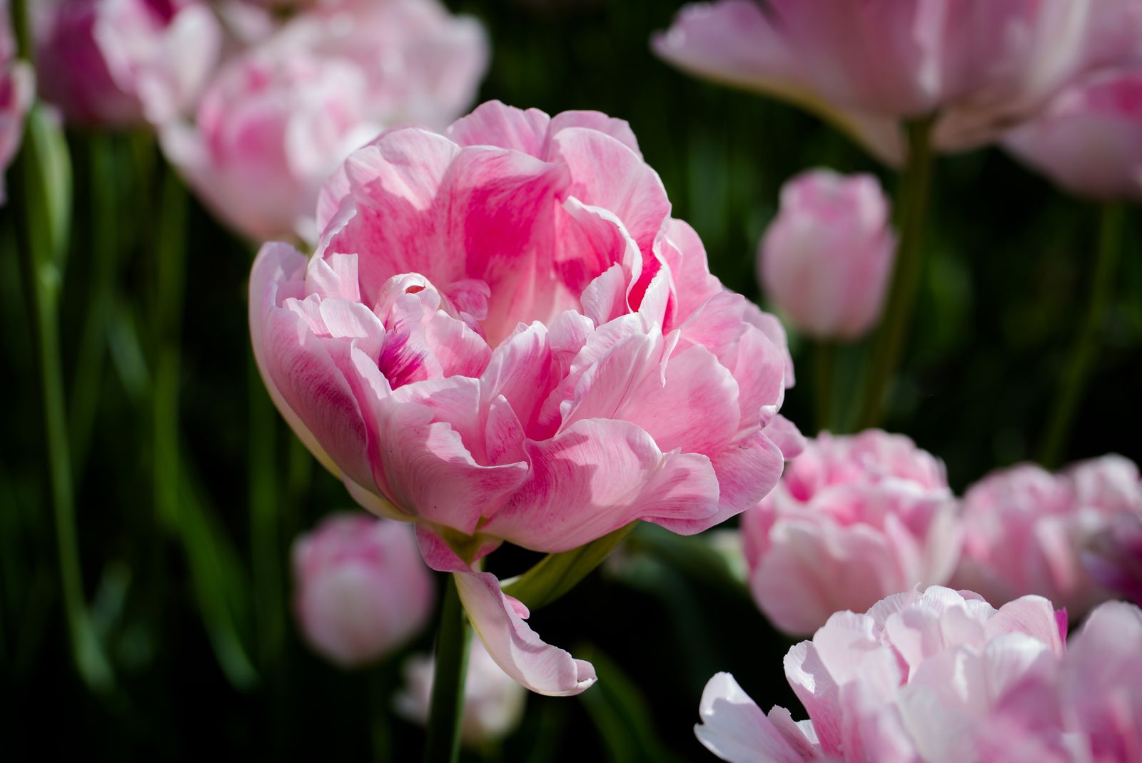 Roze dubbele tulp