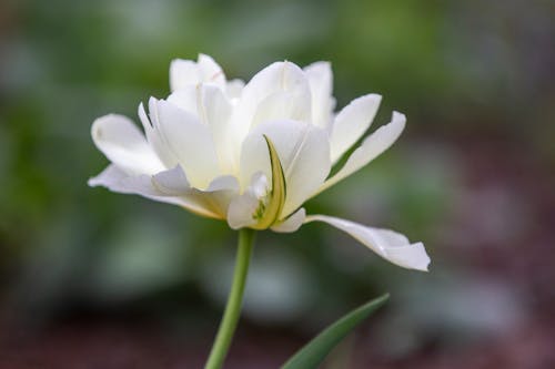Immagine gratuita di avvicinamento, bocciolo, fiore bianco