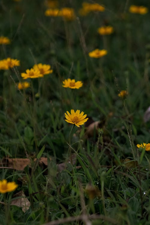 bitki örtüsü, büyüme, Çiçekler içeren Ücretsiz stok fotoğraf