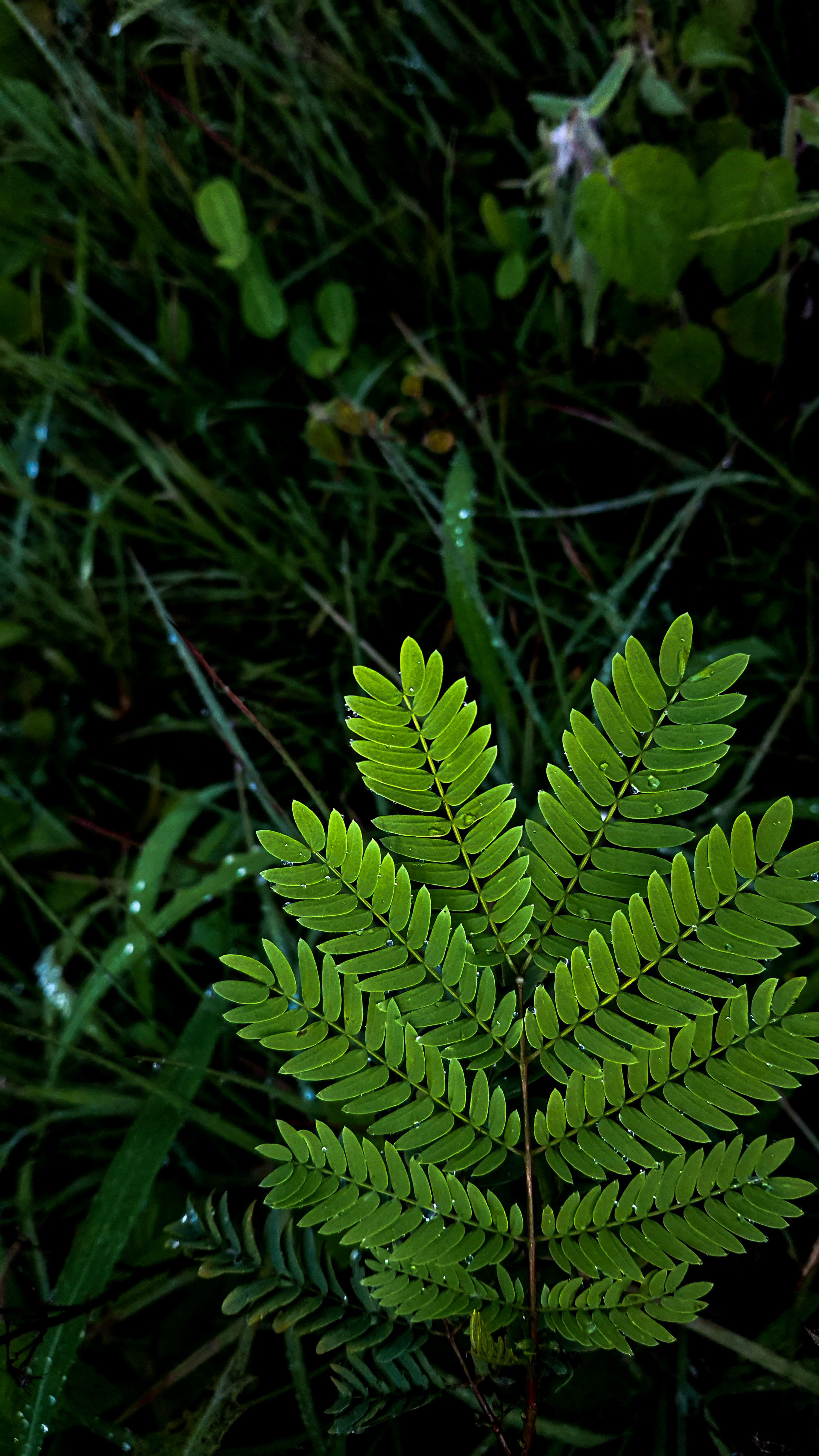 Close-up of a vibrant fern leaf with dewdrops after rain, captured from above at twilight.