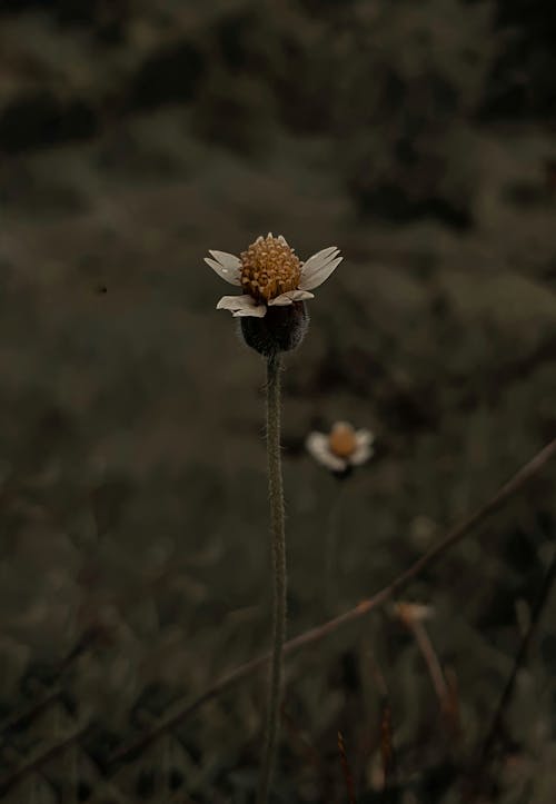 bitki örtüsü, çiçek, çim içeren Ücretsiz stok fotoğraf