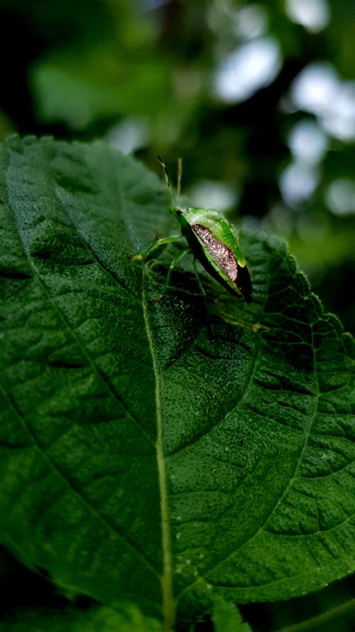 Free Green Stink Bug on Green Leaf Stock Photo