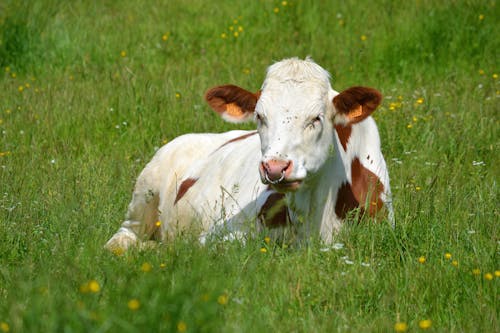 A Cow Lying on Green Grass Field