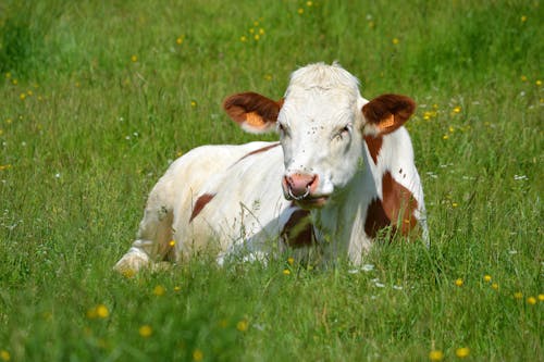 Gratis stockfoto met beest, boerderijdier, groen gras