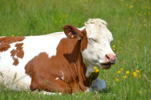 Free stock photo of cow, fielet, grass