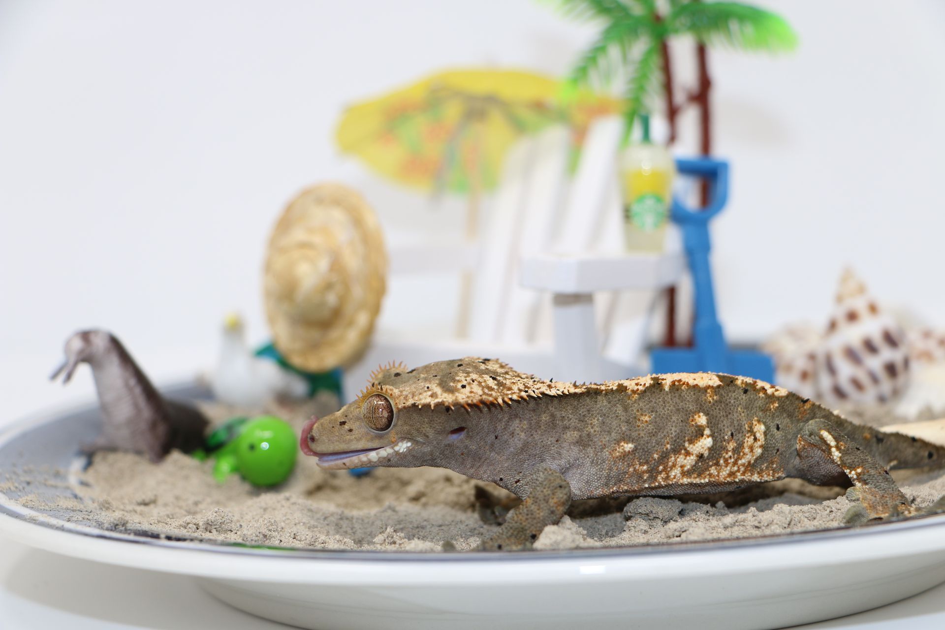 A gecko figurine placed on sand, surrounded by miniature tropical themed objects.