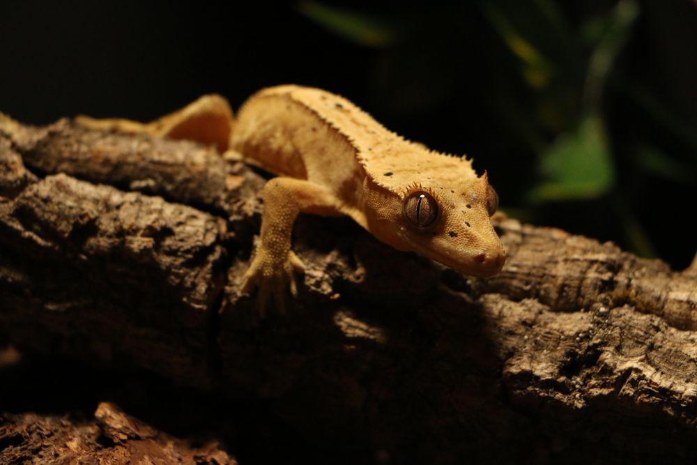 Crested Gecko Kuyruğunu Düşürdü: Ne Yapmalı? - Görsel 1