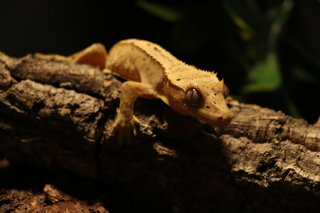 Dal üzerinde duran sağlıklı crested gecko yakın plan
