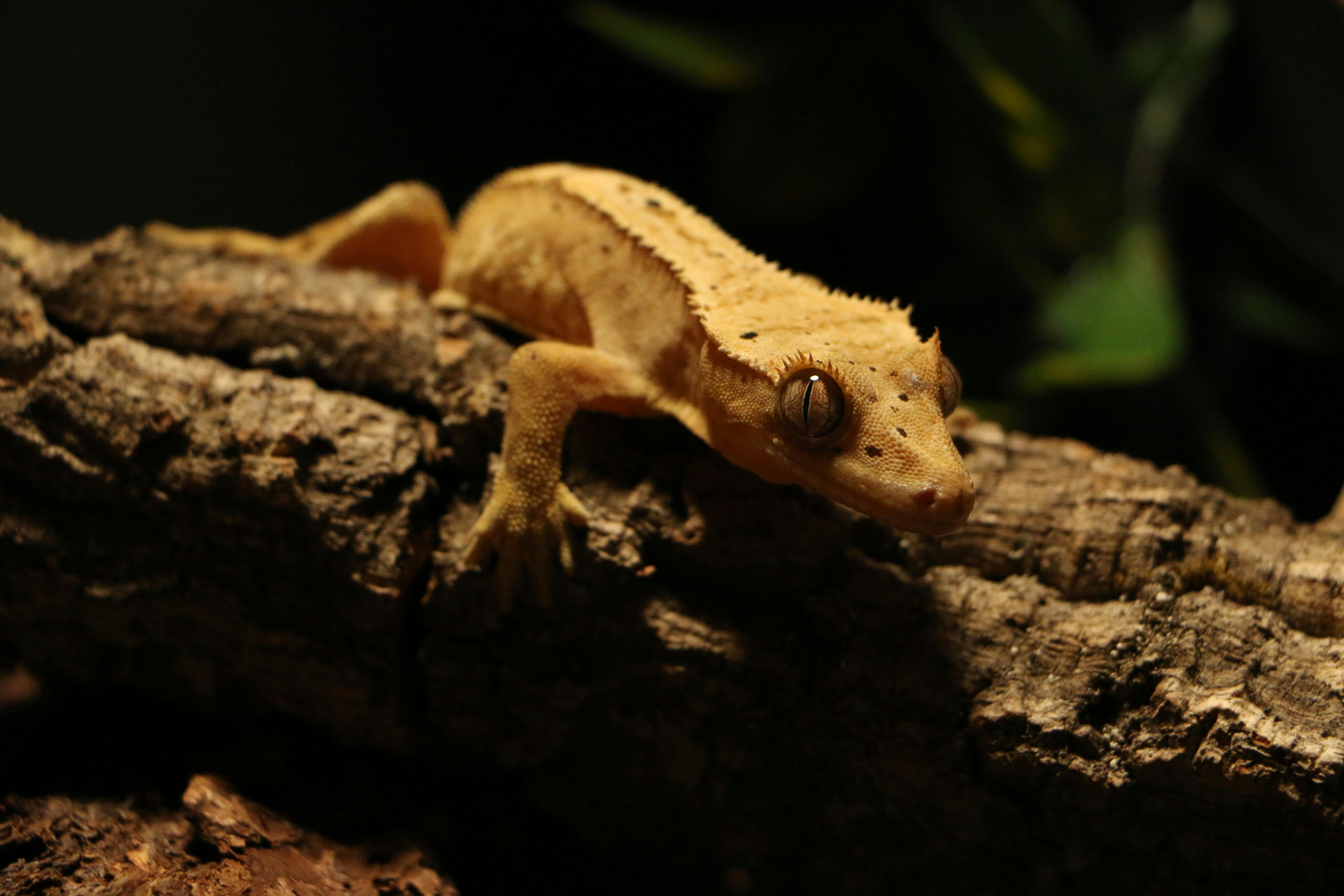 Geco ciliatus appoggiato su un ceppo, in luce soffusa