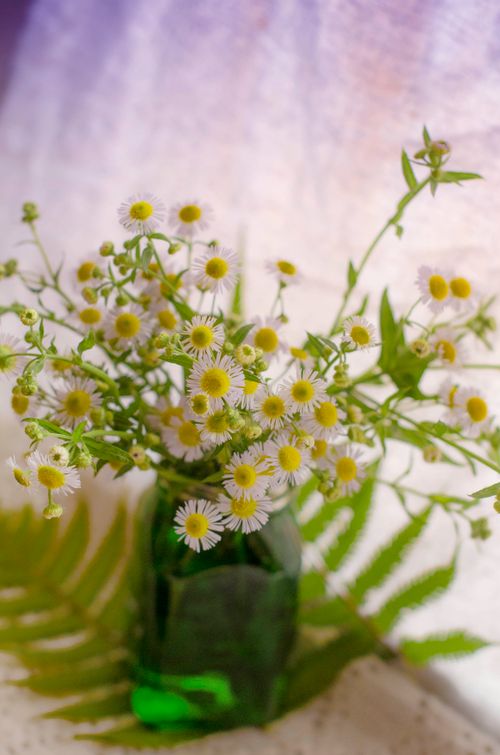 Free stock photo of beautiful flowers Stock Photo