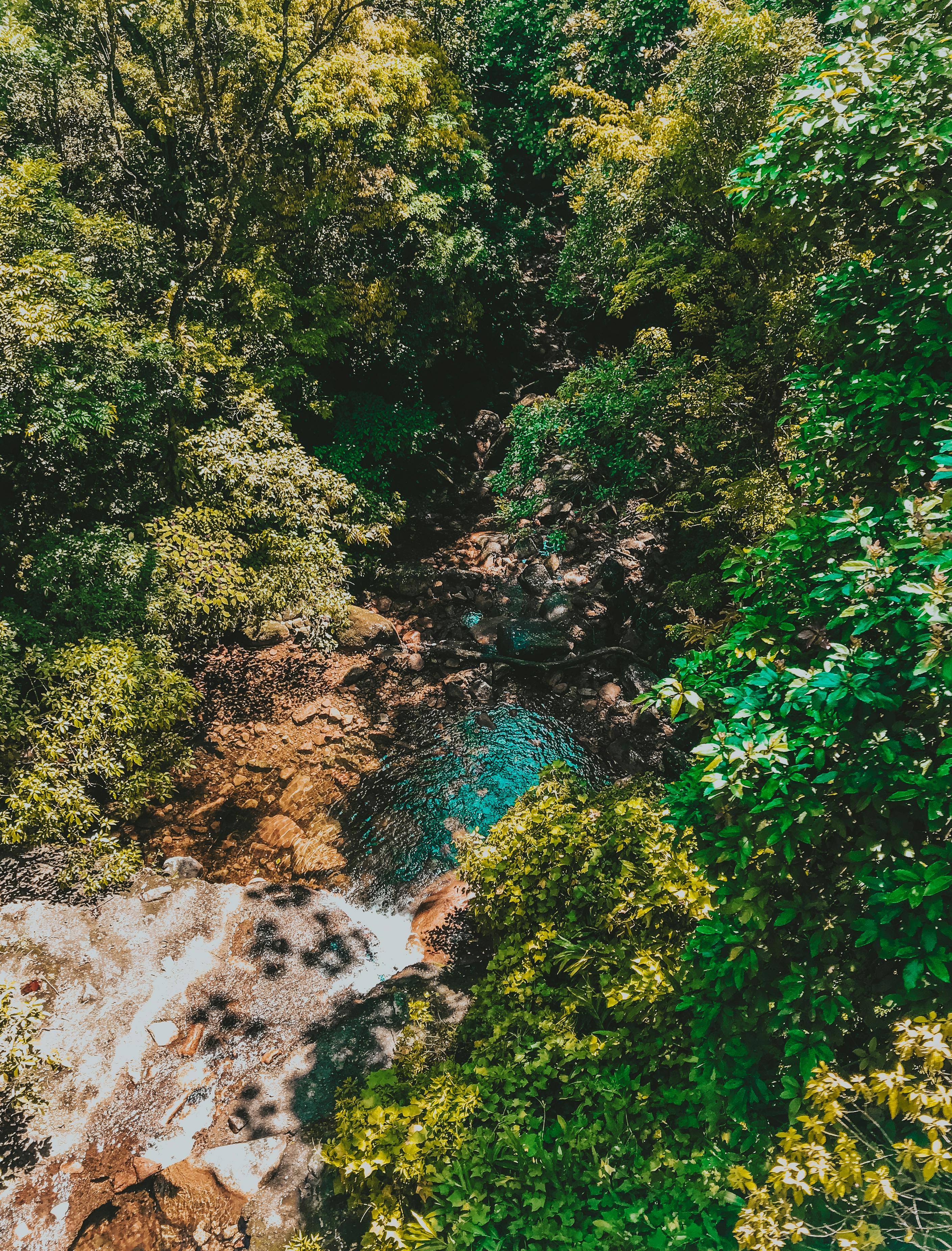 pond surrounded by trees