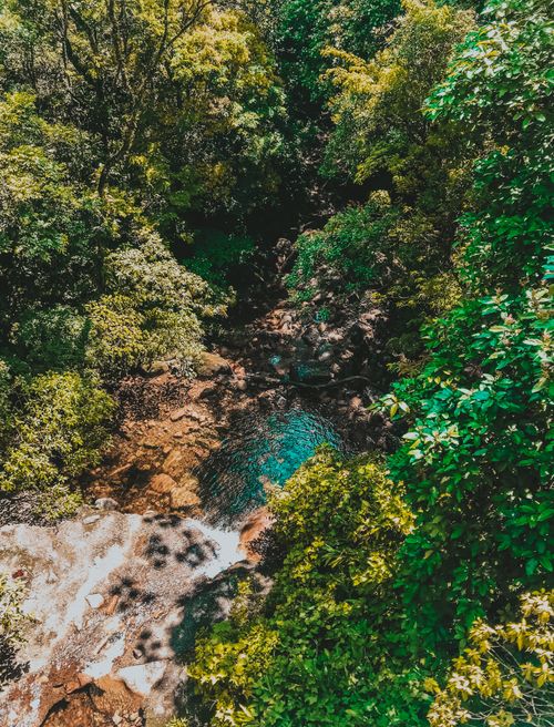 Free A vibrant tropical rainforest in Brazil, showcasing a tranquil stream winding through dense foliage. Stock Photo
