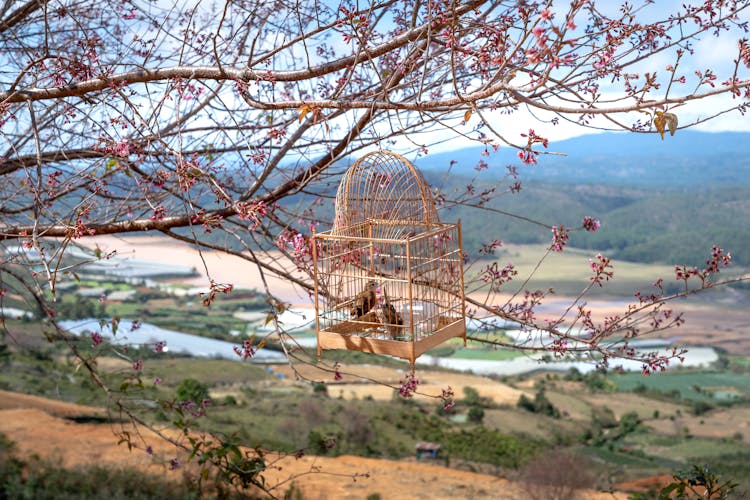 Birds In Brown Cage Hanging On Tree