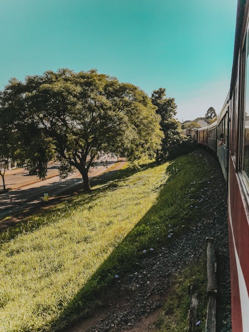 昼間の赤い電車の近くの緑の葉の木