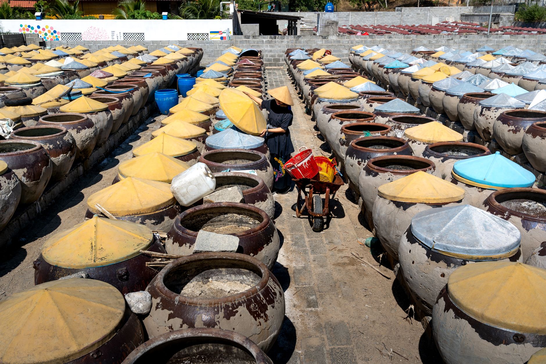 Large outdoor area with traditional fermentation jars arranged in rows, highlighting traditional practices.