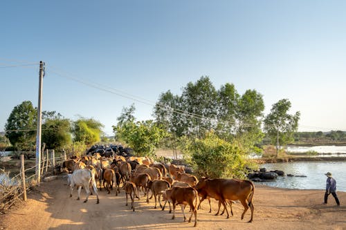 一群動物, 奶牛, 農場動物 的 免費圖庫相片