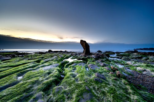 Gratuit Imagine de stoc gratuită din alge marine, coastă, eroziune Fotografie de stoc