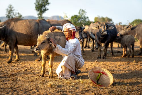 Woman Touching a Calf on a Pasture 