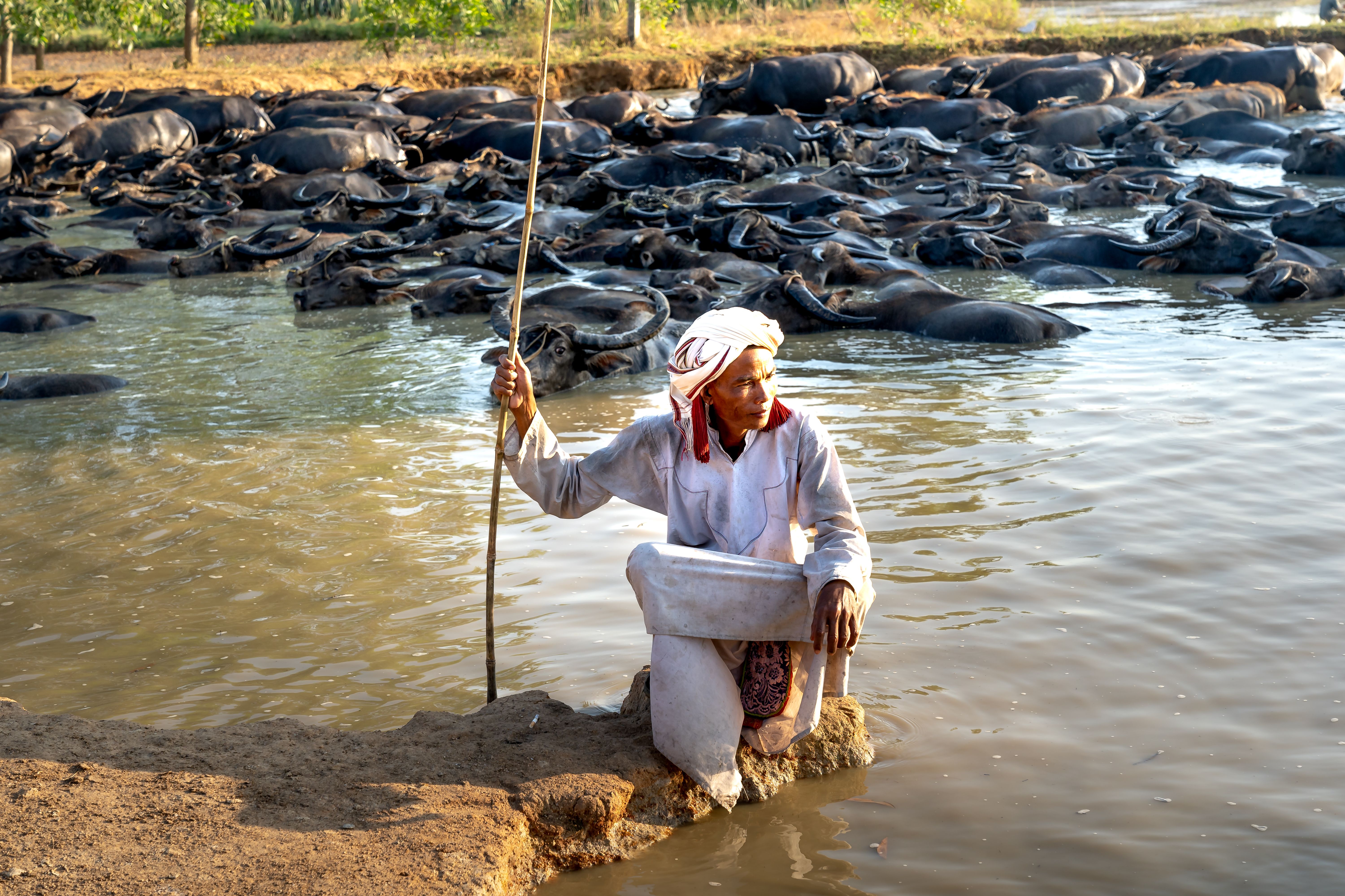 A man with a stick near water buffaloes, Chad