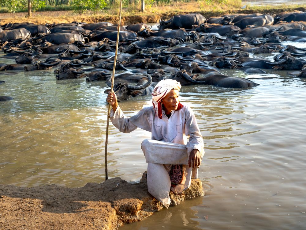 A man with a stick near water buffaloes, Chad