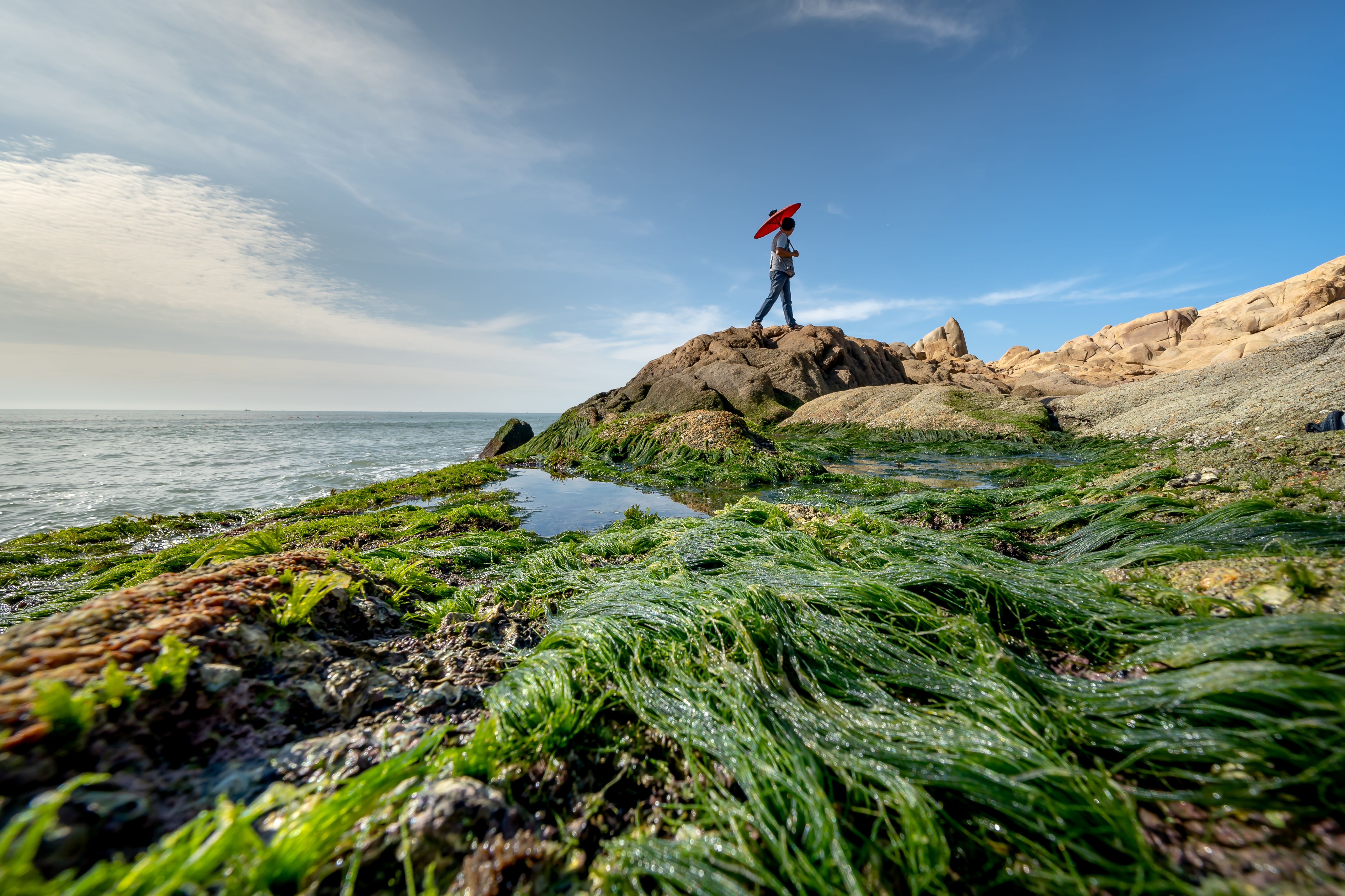 A person with a red umbrella walks on a seaweed-covered rocky coastline against a bright sky. - Bathsheba Beach: Exploring the Dramatic East Coast Rock Formations
