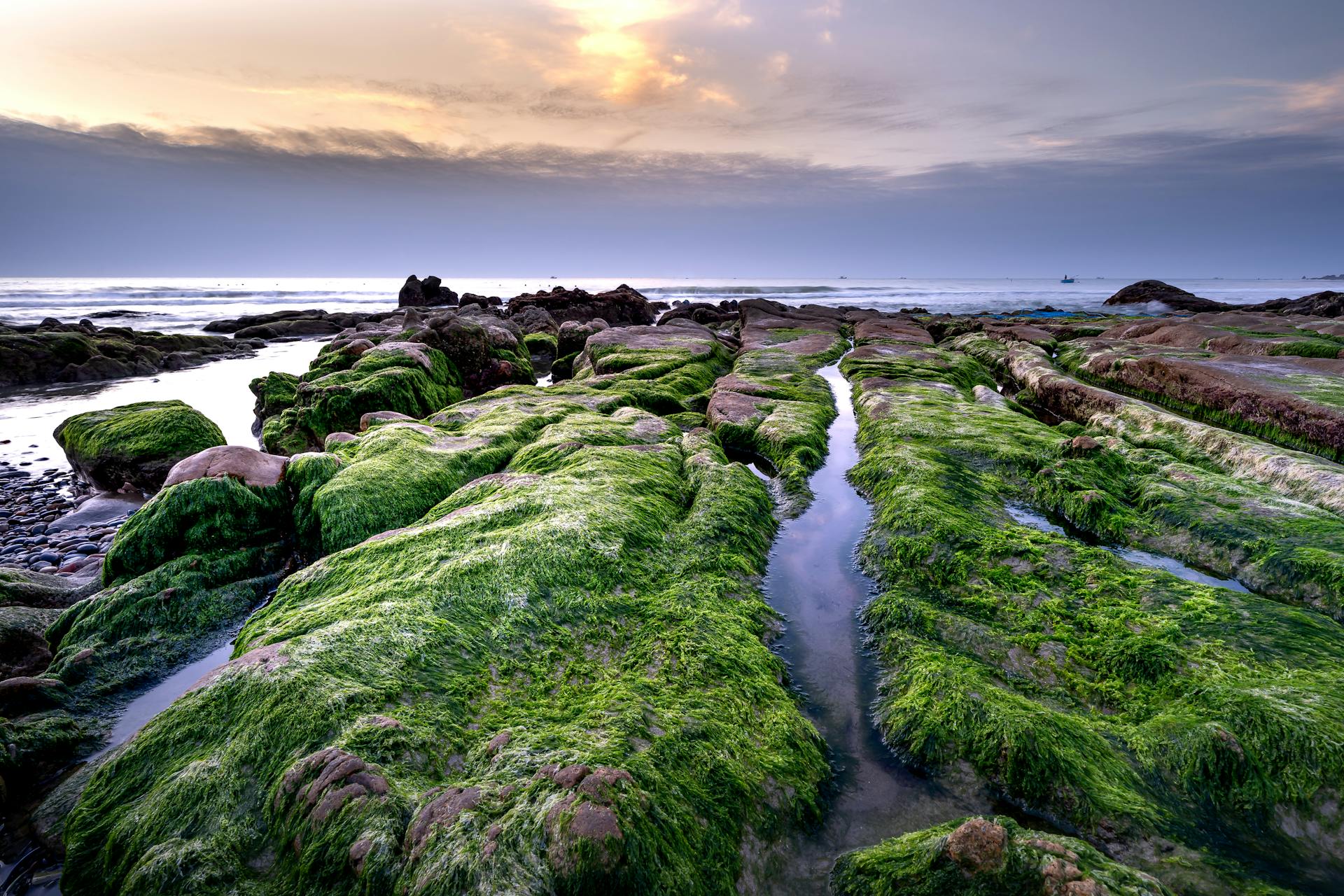 Explore coastal rocks covered in vibrant green algae during a serene sunrise by the sea.