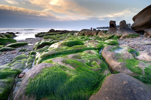 Stunning coastal view featuring textured moss-covered rocks during daylight.