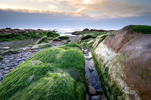 Бесплатное стоковое фото с берег, морской берег, мох
