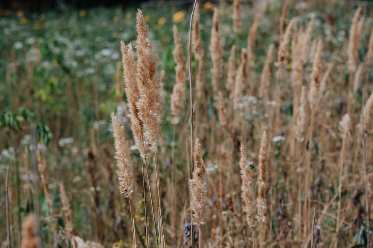 Close-Up Shot Of Calamagrostis Epigejos Grass