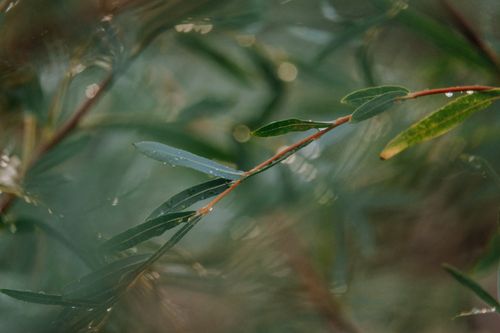 Free Dew-covered leaves in a lush green environment, capturing the freshness of nature. Stock Photo