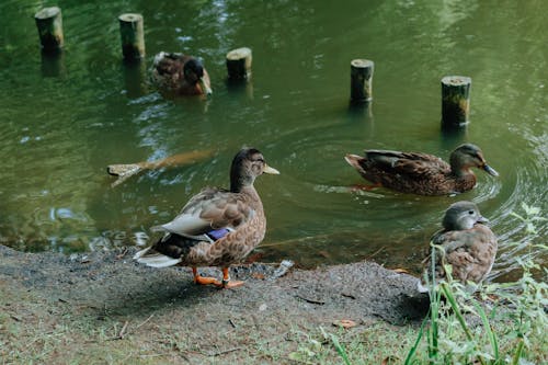 Безкоштовне стокове фото на тему «вода, водоплавна птиця, дика природа» стокове фото