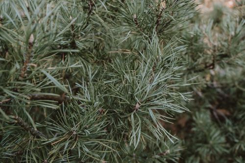 Free Detailed view of green pine needles showcasing natural textures and vibrant coniferous foliage. Stock Photo