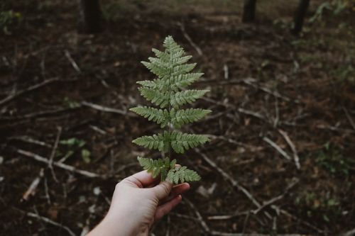 Free A hand holding a vibrant green fern leaf against a natural forest background. Stock Photo