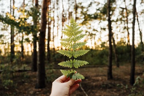 Free A hand holding a green fern leaf in a sunlit forest during daytime. Stock Photo
