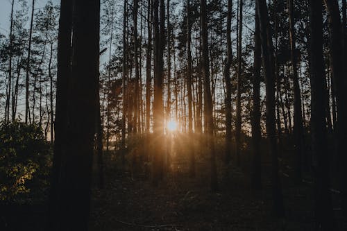 Free Photo of the Sun Between Trees Stock Photo