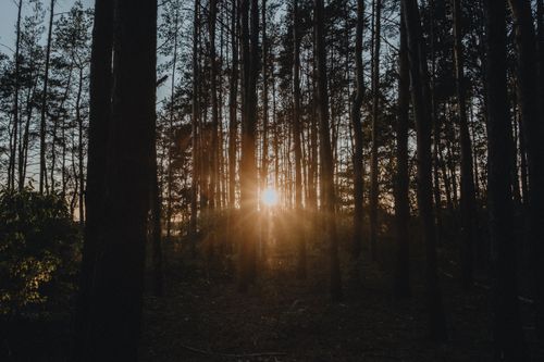 Free Beautiful sunrise light filtering through tall forest trees, creating a serene and peaceful atmosphere. Stock Photo