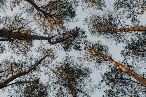 Photos gratuites de arbres, ciel clair, directement en dessous