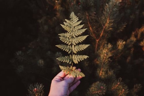 Free A close-up of a hand holding a green fern leaf against a background of forest vegetation. Stock Photo