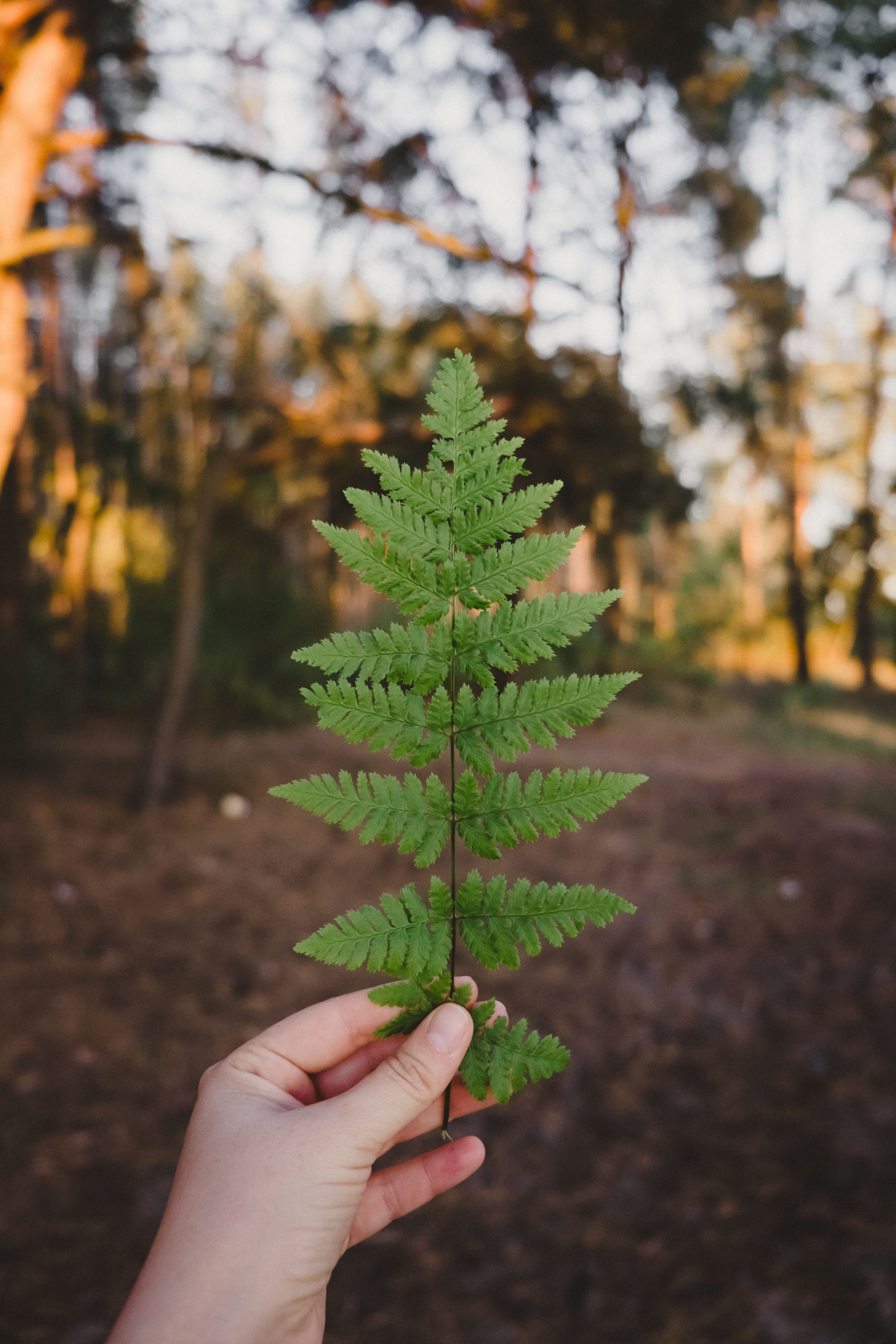 Close-Up Shot of a Person Holding a Fern Plant · Free Stock Photo