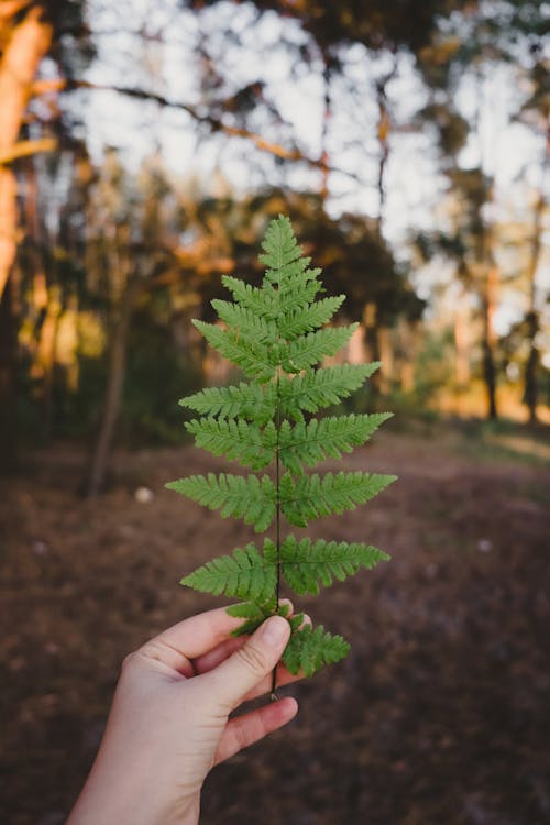 Close-Up Shot of a Person Holding a Fern Plant