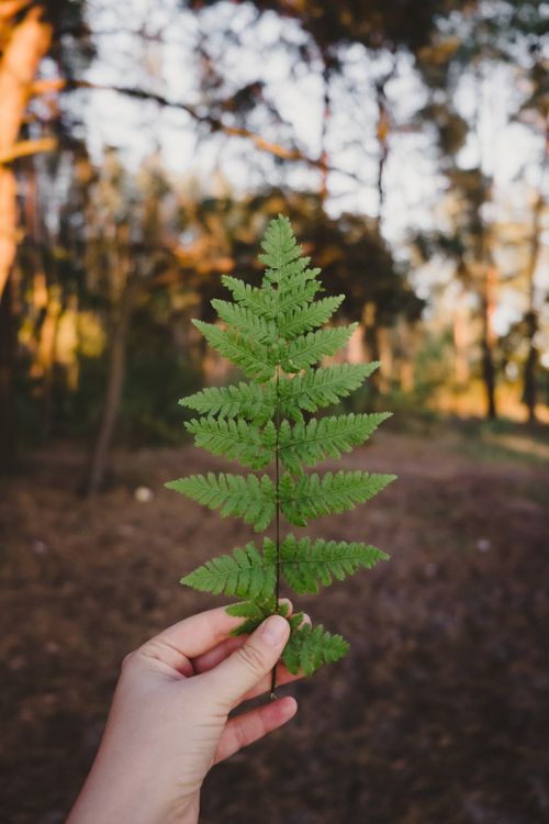 Free A hand holding a fern leaf in a serene outdoor setting with blurred forest background. Stock Photo