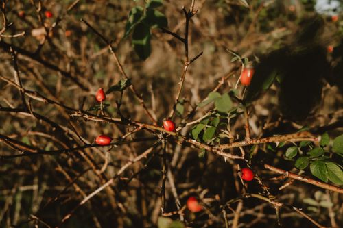 Free Close-up view of wild rose hip shrub showcasing vibrant red berries in natural setting. Stock Photo