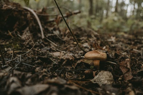 Close-Up Shot of a Mushroom on the Ground