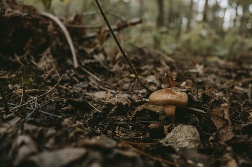 Free A close-up of a mushroom in a forest setting, showcasing natural beauty with a blurred background. Stock Photo