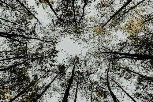 бесплатная Бесплатное стоковое фото с ветви деревьев, деревья, лес Стоковое фото