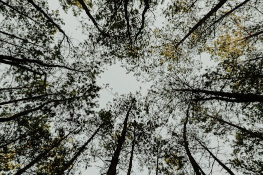 Low-angle shot of a forest canopy showcasing tree branches and clear sky above, emphasizing nature's beauty.