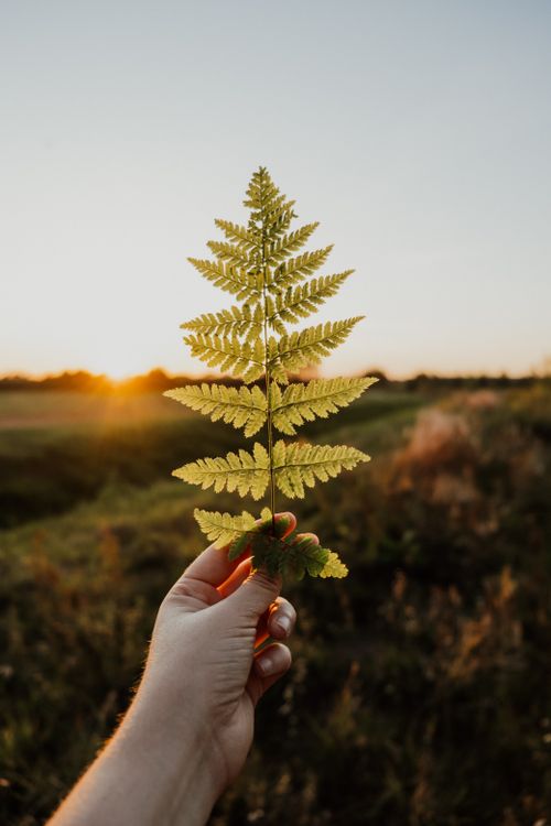 Free A hand holds a fern leaf with the sun setting in the background, capturing nature's beauty. Stock Photo