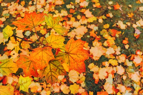 Fotobanka s bezplatnými fotkami na tému javorové listy, jeseň, pád